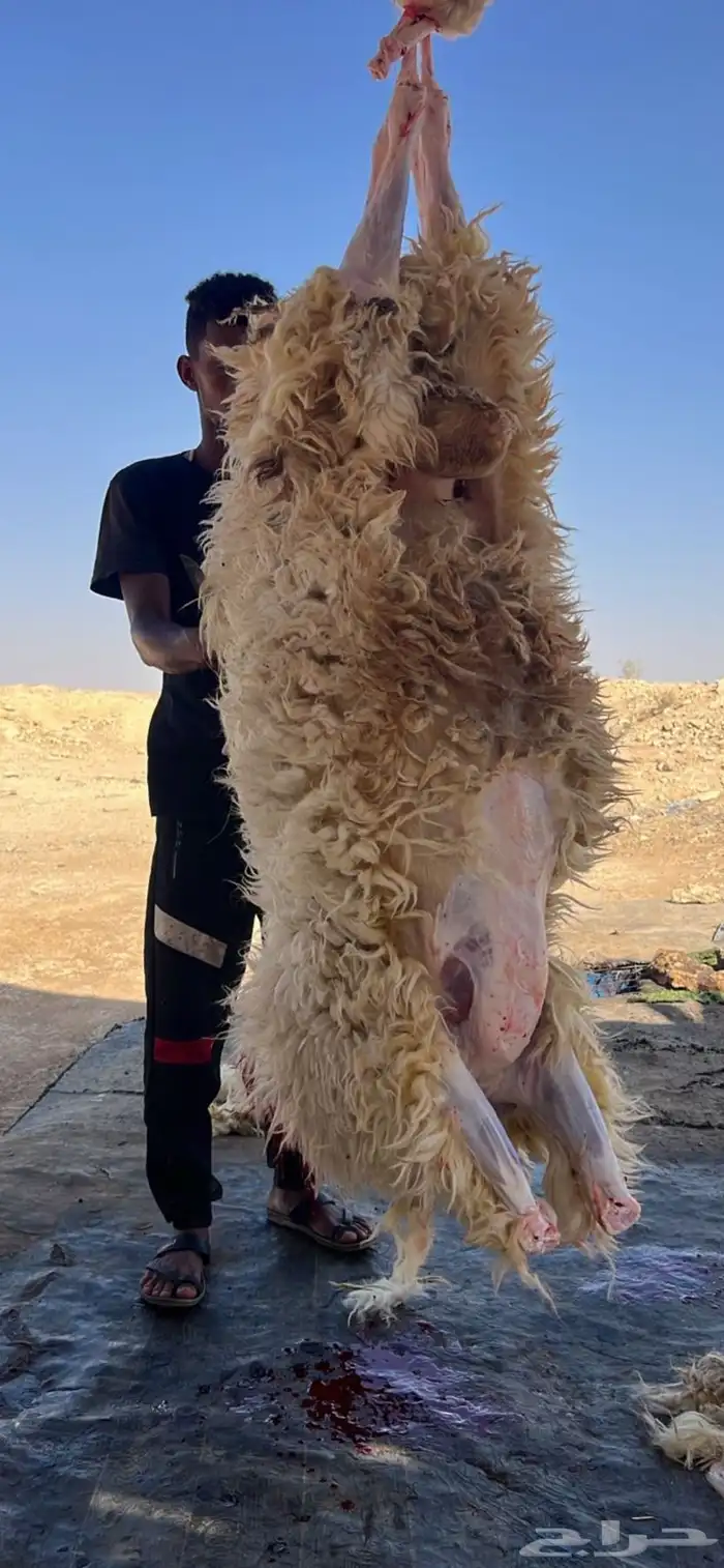 ذبائح ذبايح ذبيحه 2