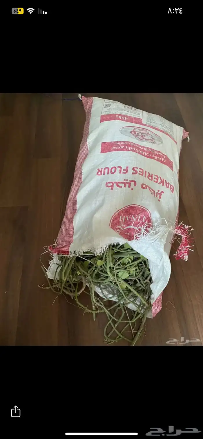 مرخ وسلع اخضر 3
