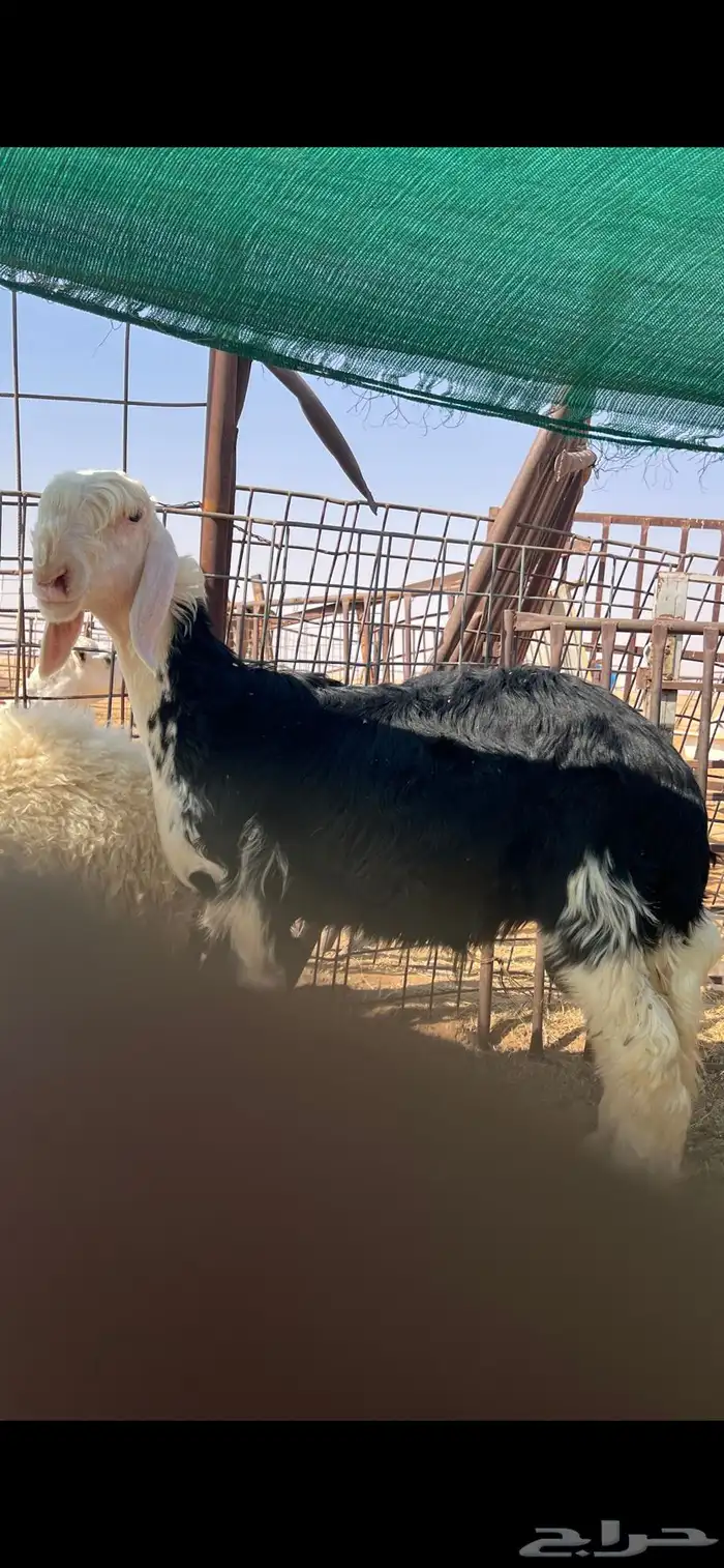 خروف نجدي حجل مشروع فحل 0