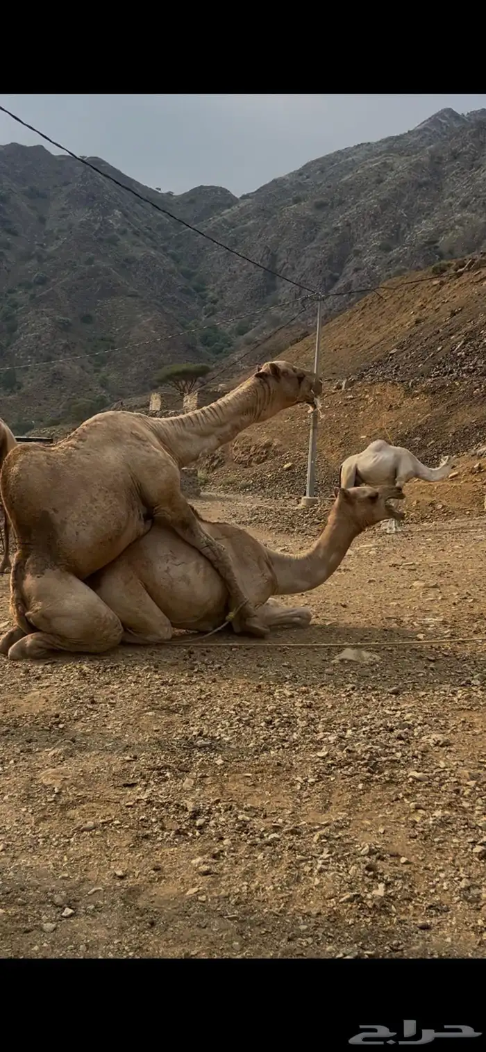جمل فحل مشروط 2