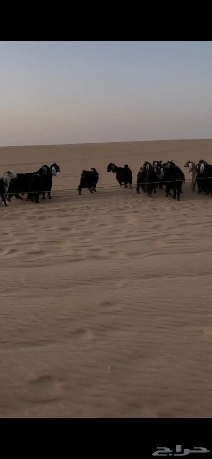 ماعز عوارض 2