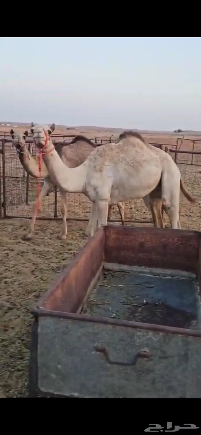 حشو واحد مكنسل واحد تحت انه 1