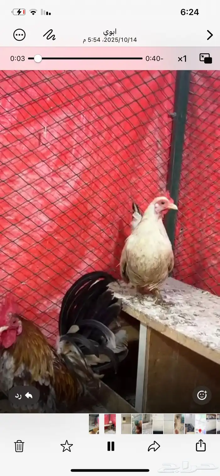 جوز جابنيز وذكر ساكسن للبيع 1