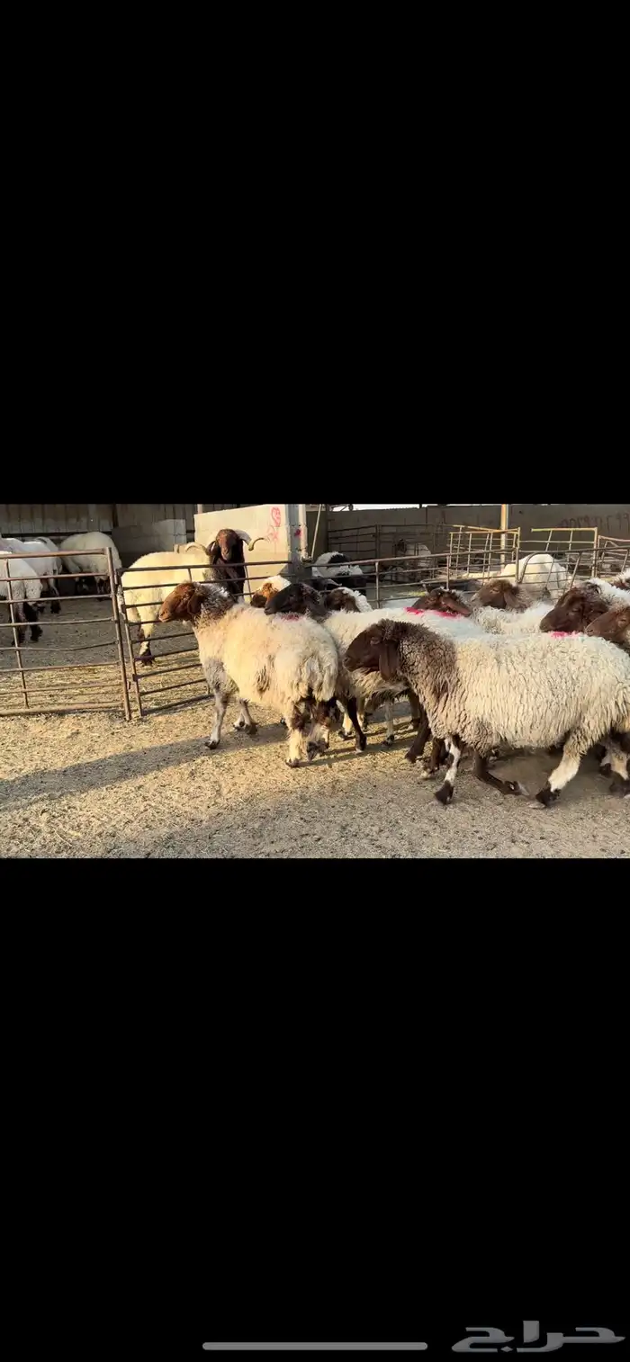 غنم نعيم دفيع 0