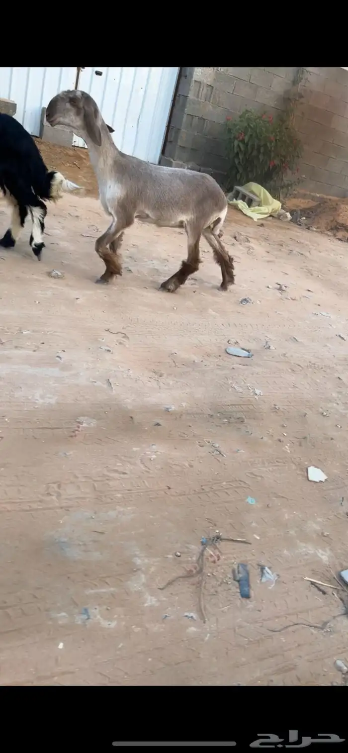 عرض بيع رخل كفو 1