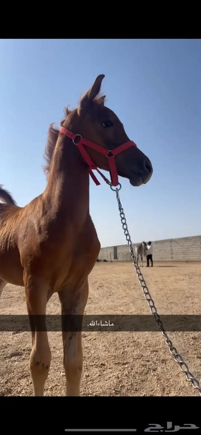 مهر شعبي شيخ 2