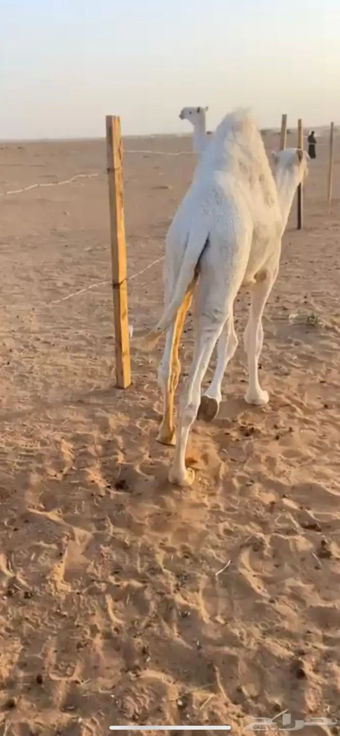نياق 1