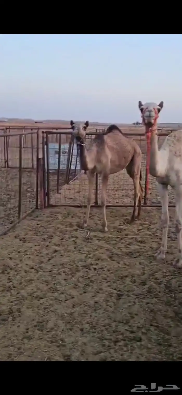 حشو واحد مكنسل واحد تحت انه 5