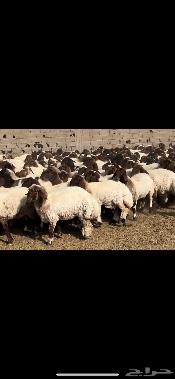 جذعات نعيم مقاني 1