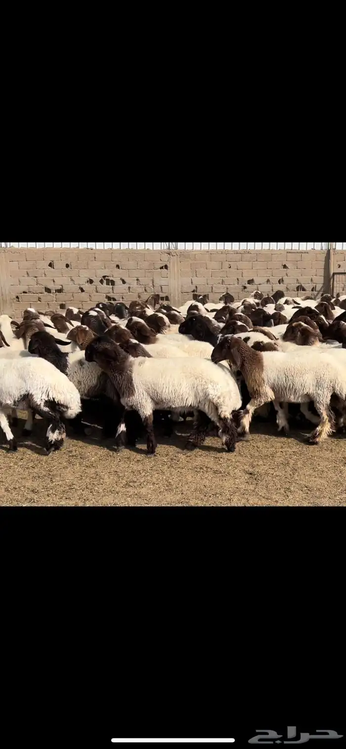 جذعات نعيم مقاني 5