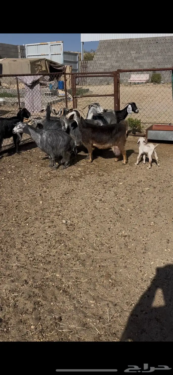 معزى ديره عربيات7(مبيوعه) 0