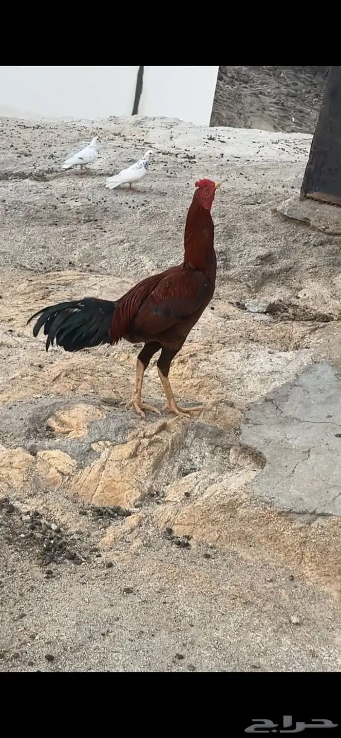 للبيع ديك باكستاني الموقع الجايزه 1