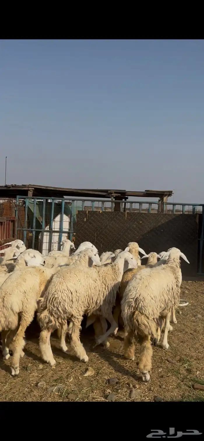 رخال صنف حرش جذعات 2