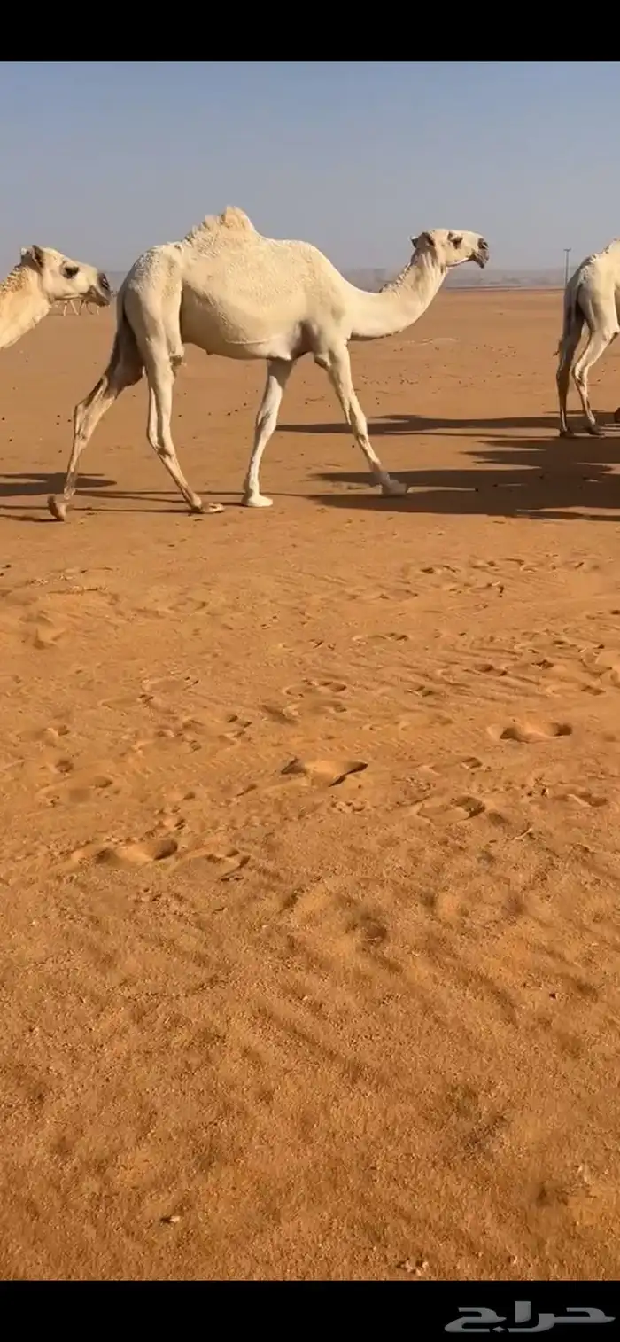 قعود مفرود يدخل حق الشتاء ذا 2