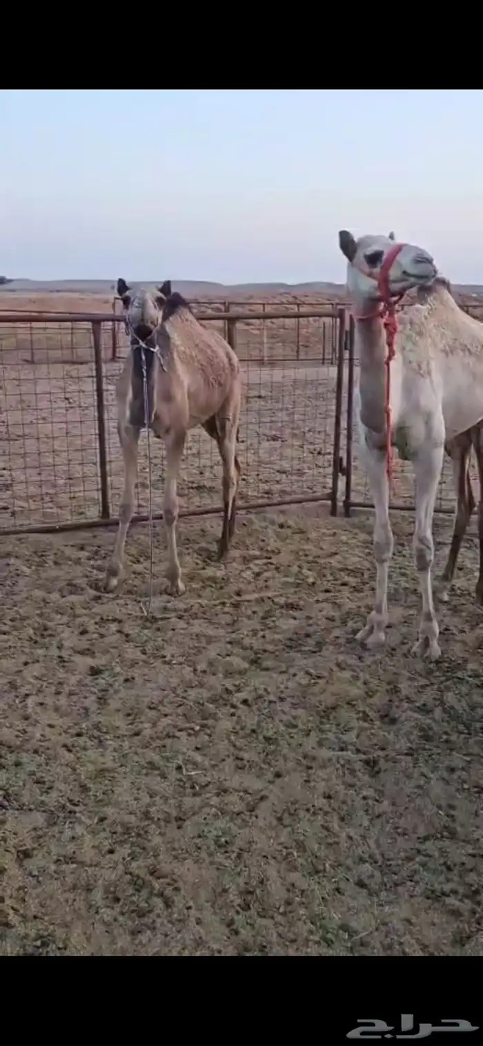 حشو واحد مكنسل واحد تحت انه 4