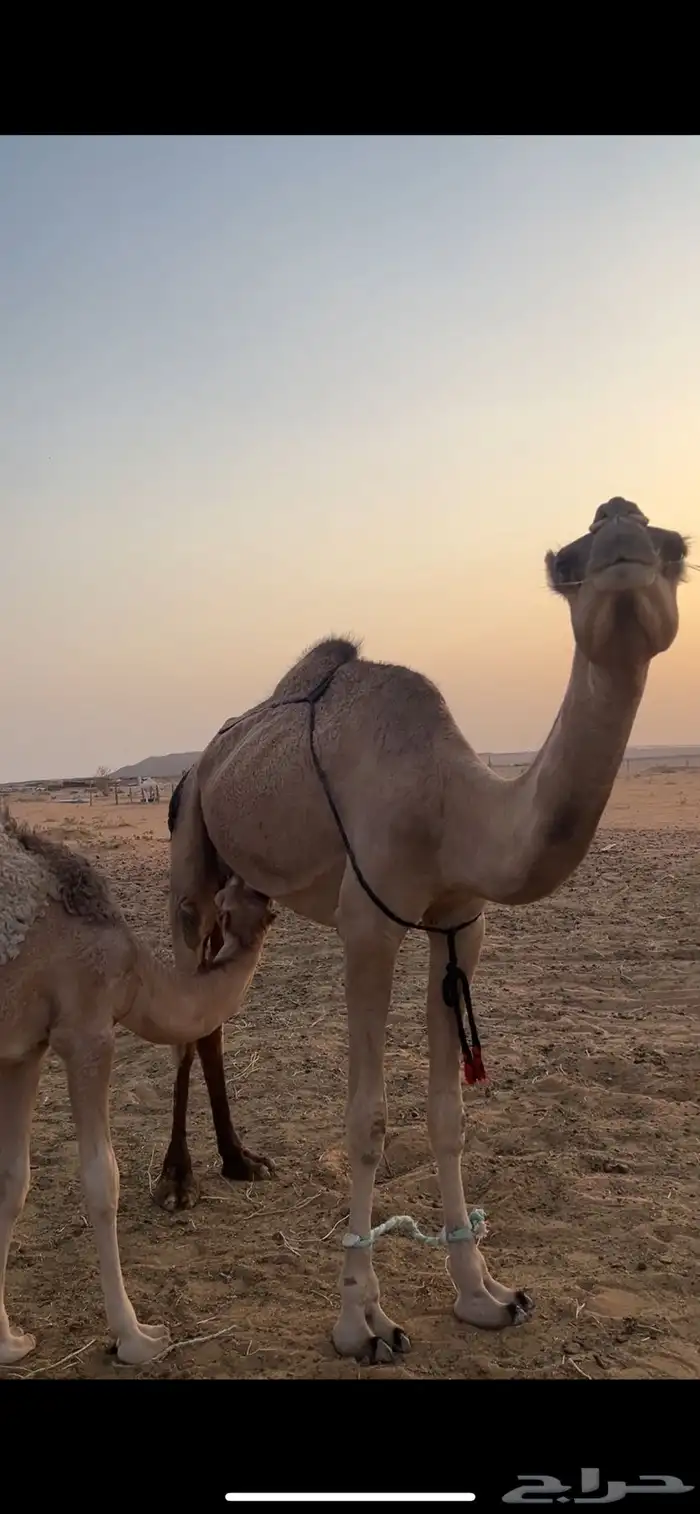 عرض ناقه خفوت 1