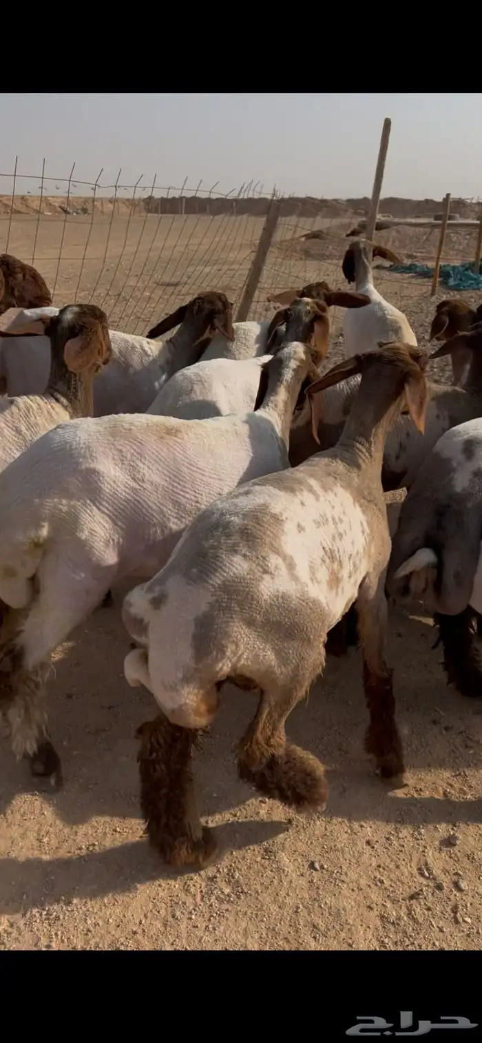 14 راس جذعات نعيم مضاريع مضربه وجاهزه 2