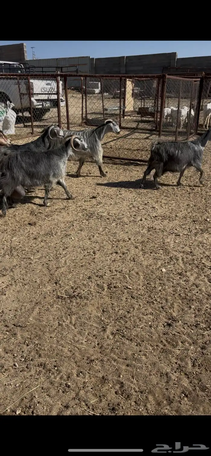 معزى ديره عربيات7(مبيوعه) 5