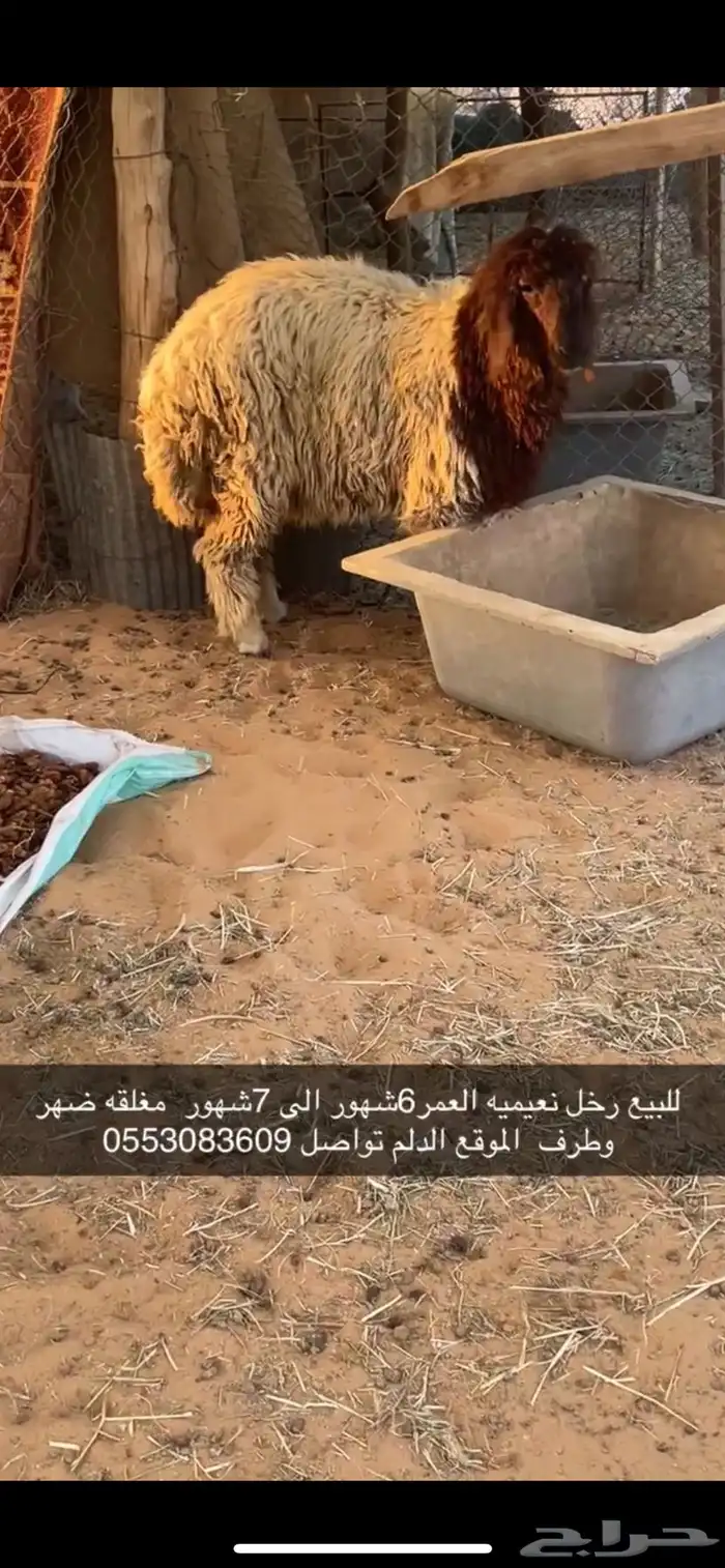 رخل نعيميه 0