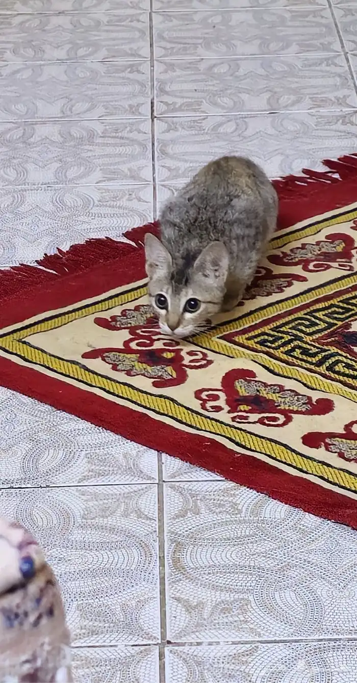قطه عمر ثلاث شهور 4