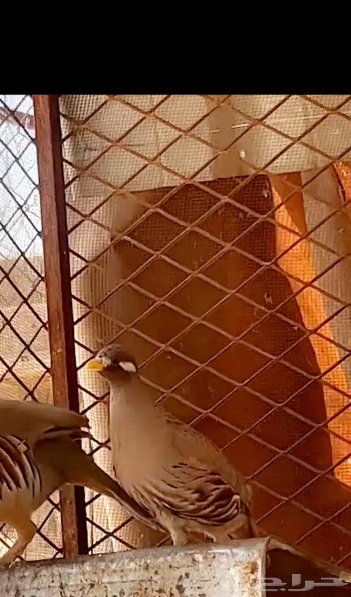 سفع ابوخد اسود زوج الصحه ممتازه جدا 1 ذكر ( درج اوحجل 2