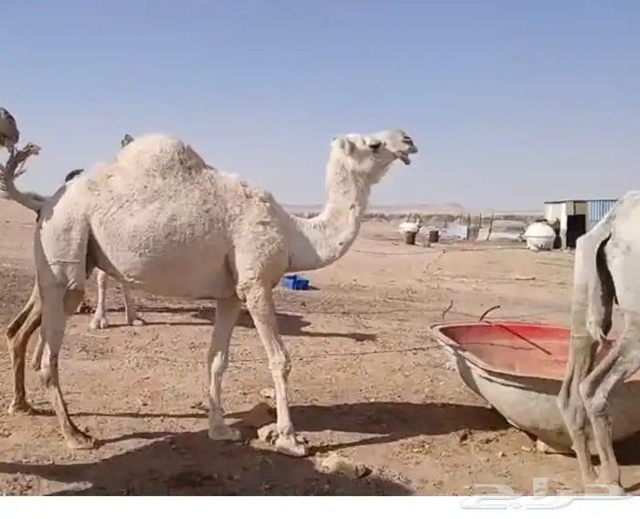 ناقتين وضح امهات رابع معشرات سليمات 5