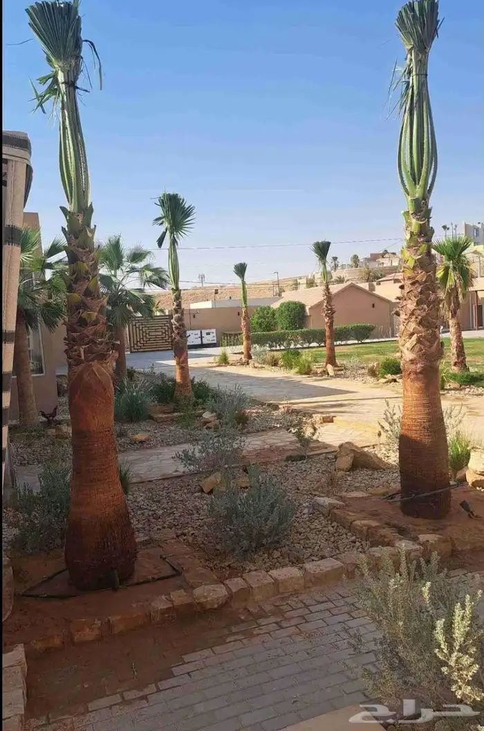 نخل نخيل واشنطن 7