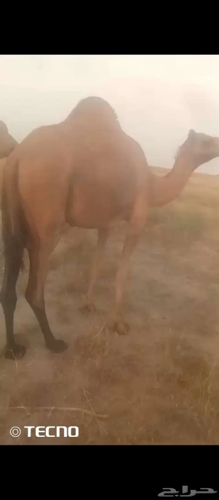 بكرة للبيع 1