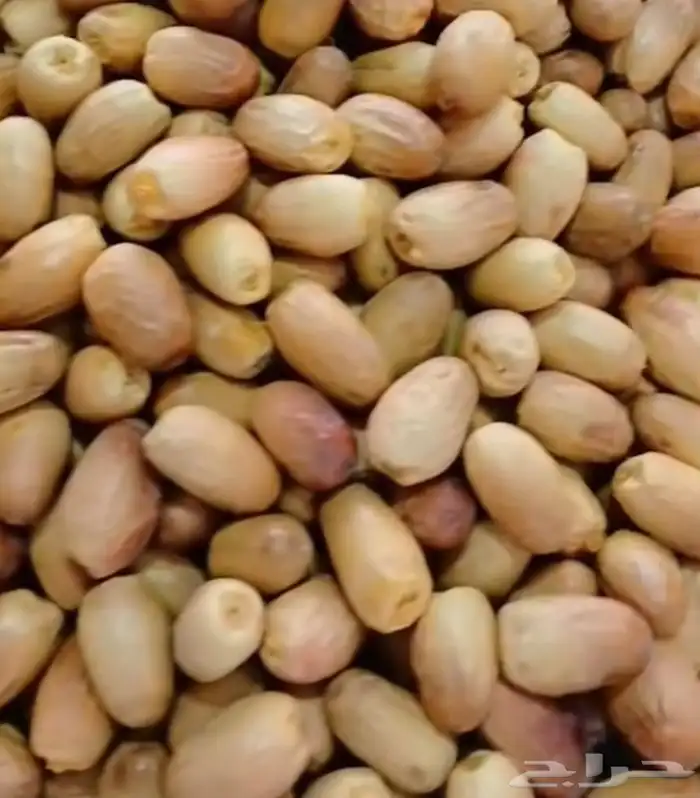 الخرعاء 1