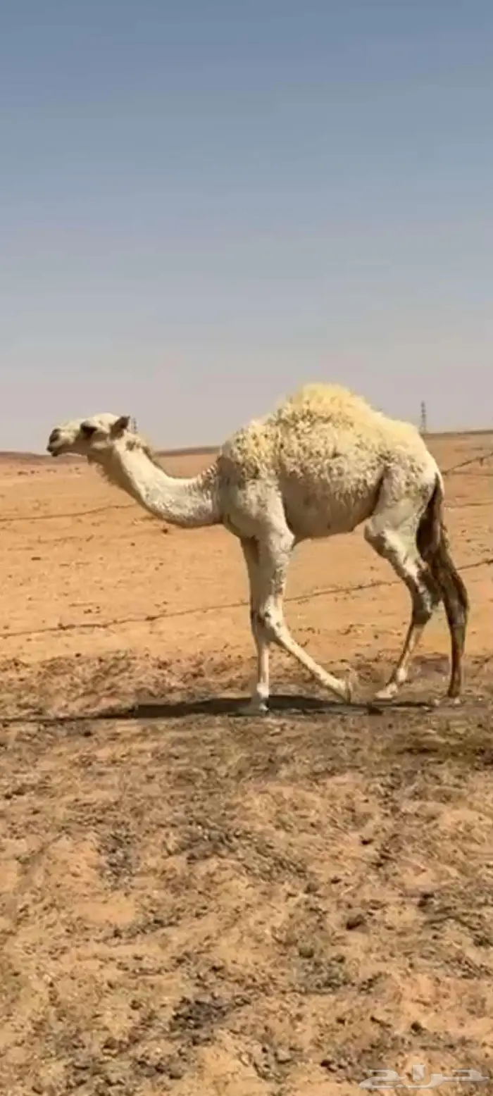 حشو للبيع 1