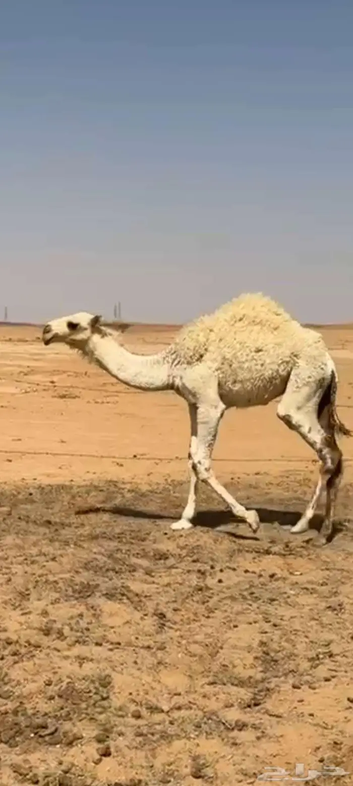 حشو للبيع 0