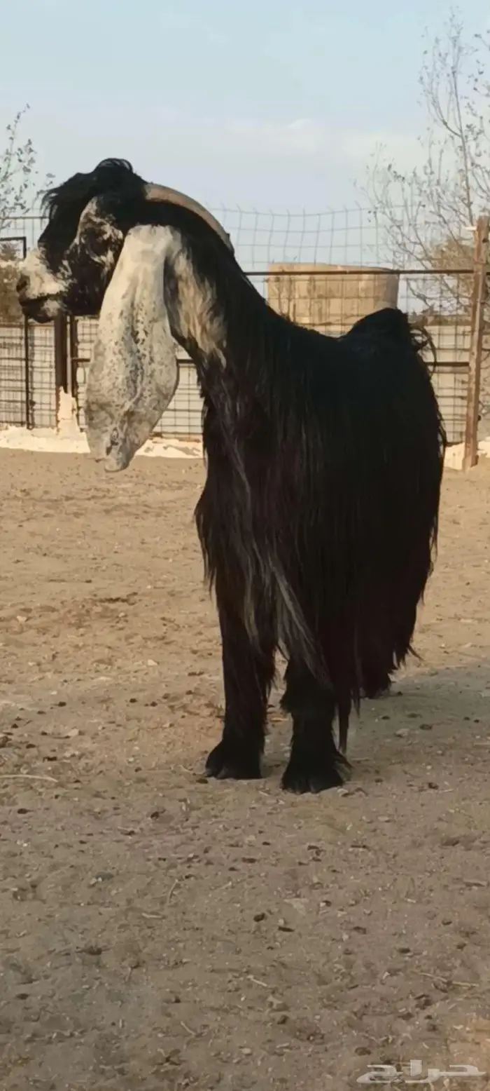 تم البيع 0