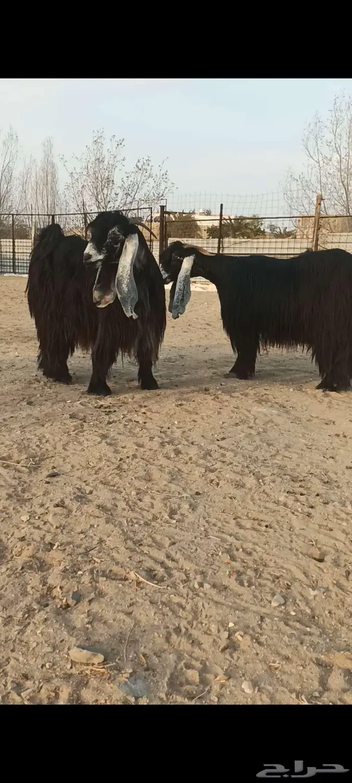 تم البيع 1