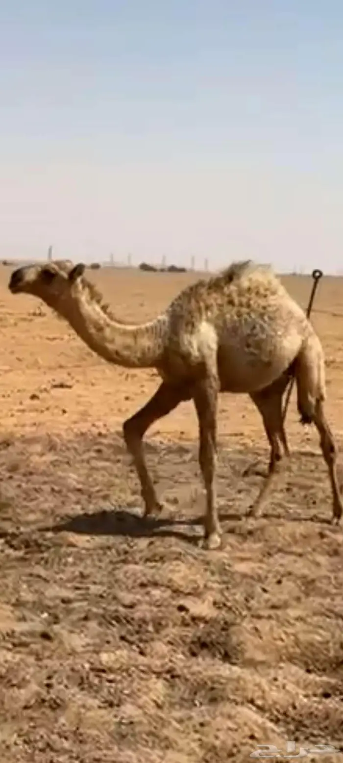 حشو للبيع 2