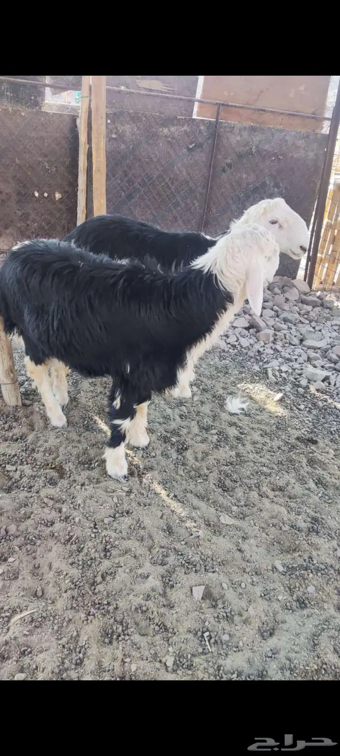 طليان نجديه 3