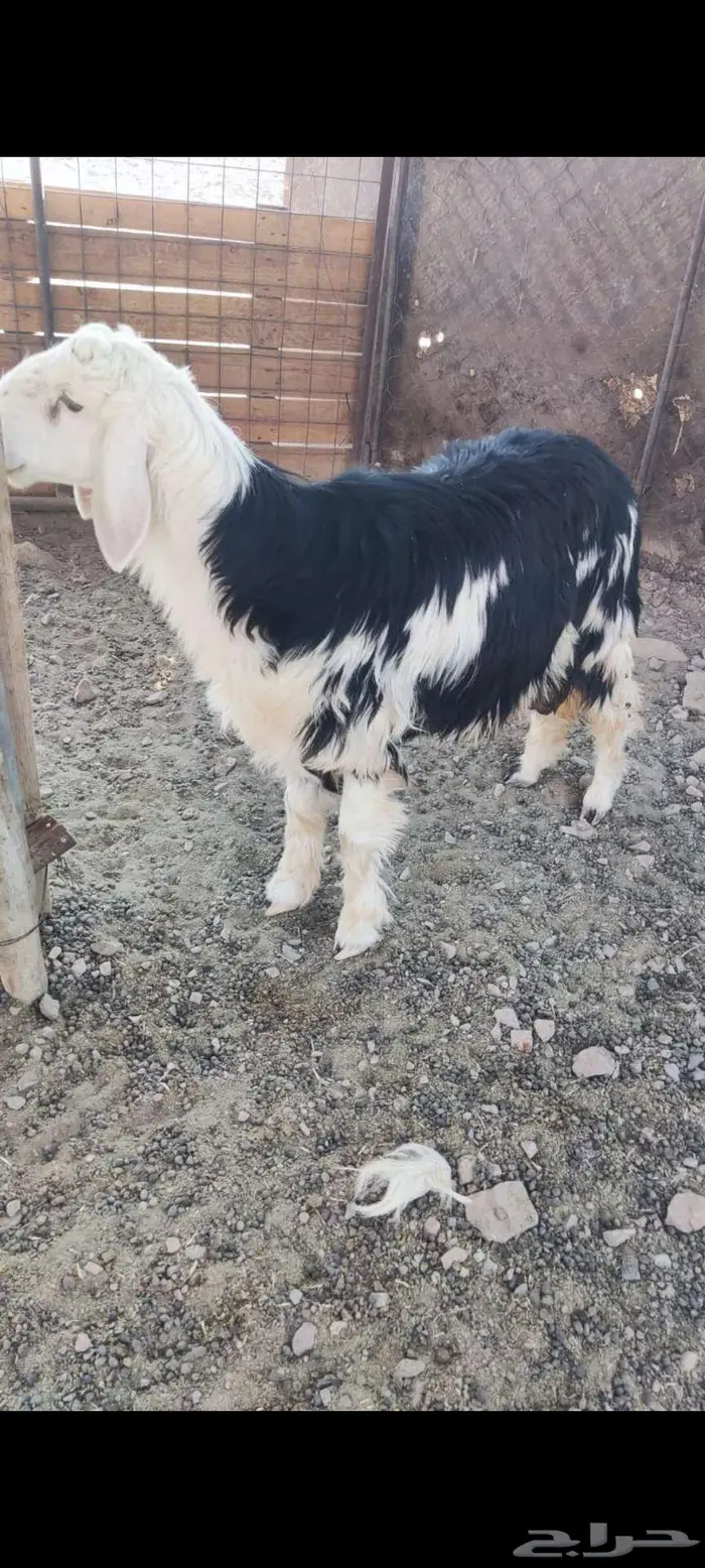 طليان نجديه 2
