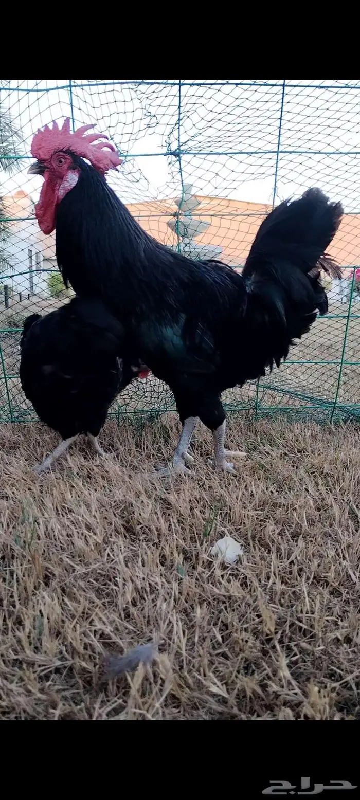 للبيع ذيك ودجاجه 1