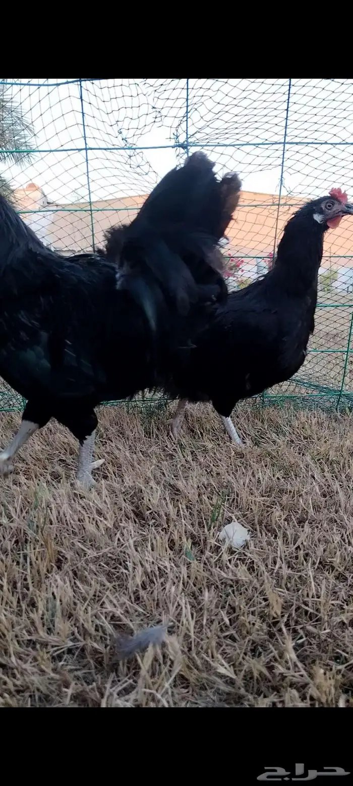 للبيع ذيك ودجاجه 3