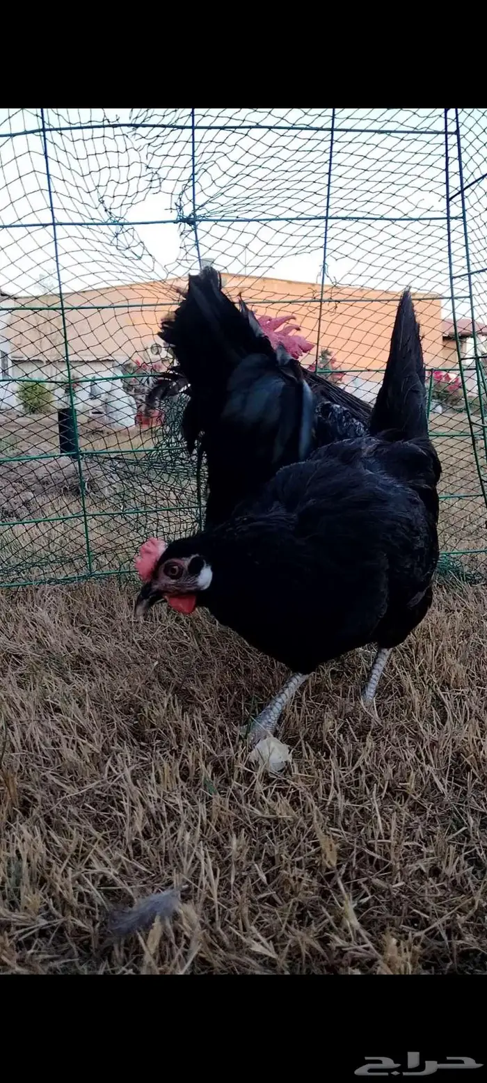 للبيع ذيك ودجاجه 2
