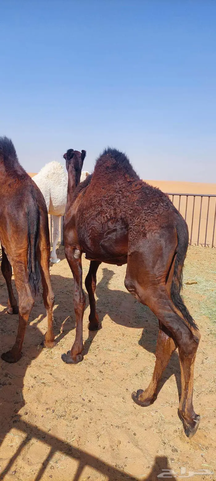 قعود كفو حق زواج ولا مبدا 1