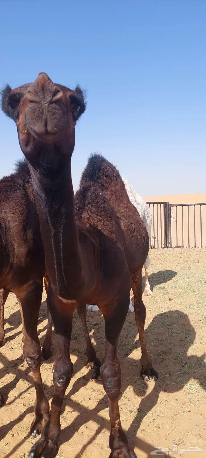 قعود كفو حق زواج ولا مبدا 2