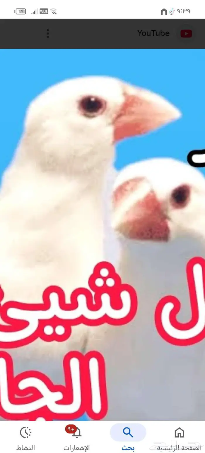 طيور زين للبيع روز وجاوه قماري هولندي للبيع اعلا سومن 0