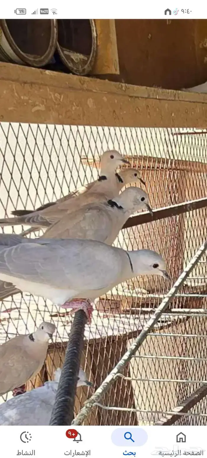 طيور زين للبيع روز وجاوه قماري هولندي للبيع اعلا سومن 2