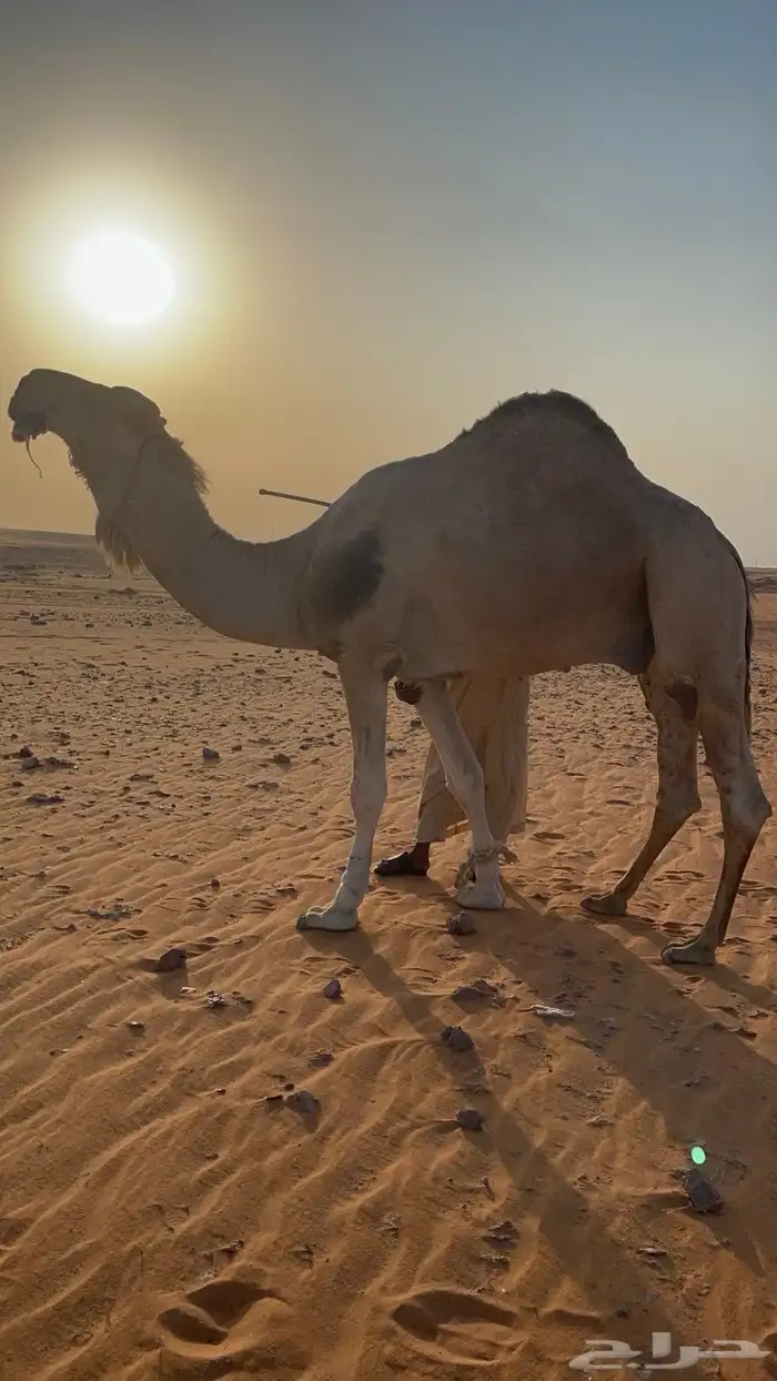 بعير فحل اشقح منتج 2
