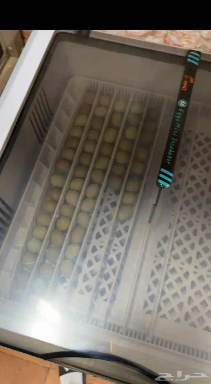فقاسة 0