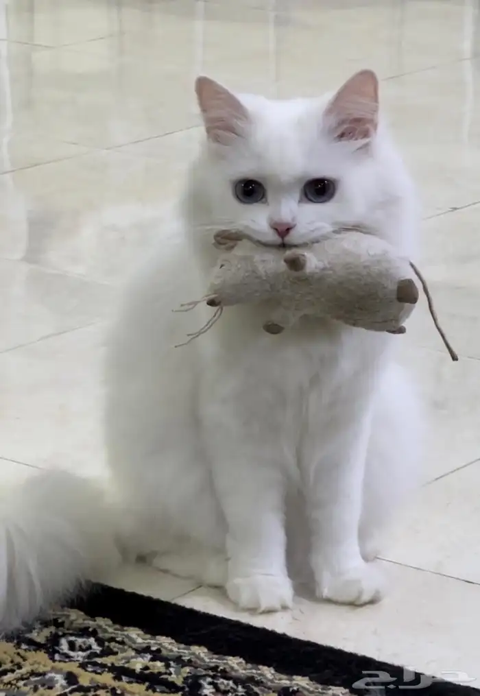 قطط 0