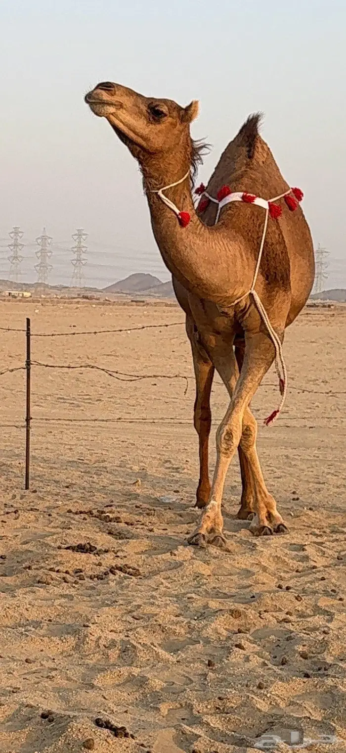 بكرة ثنية لقحة ساحلية كفو 5