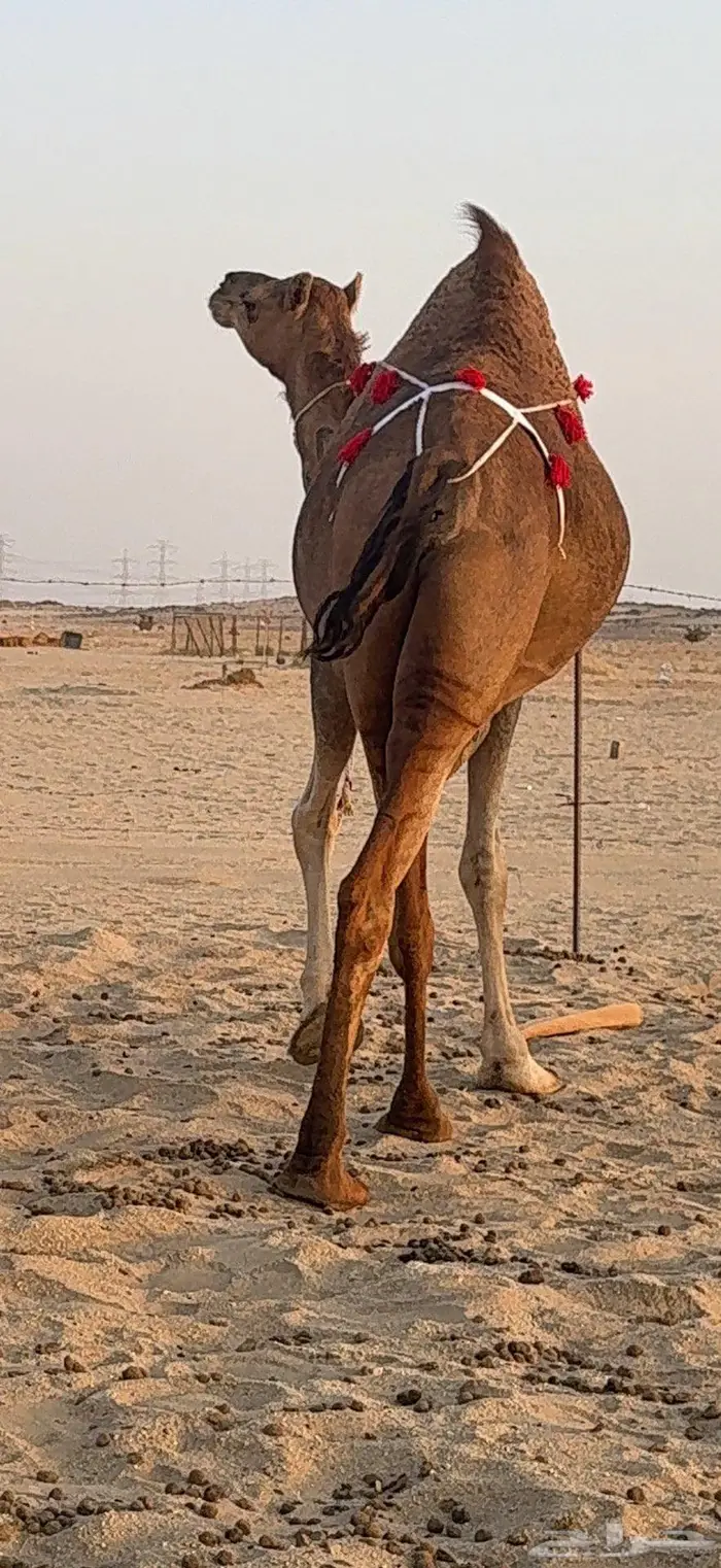 بكرة ثنية لقحة ساحلية كفو 4