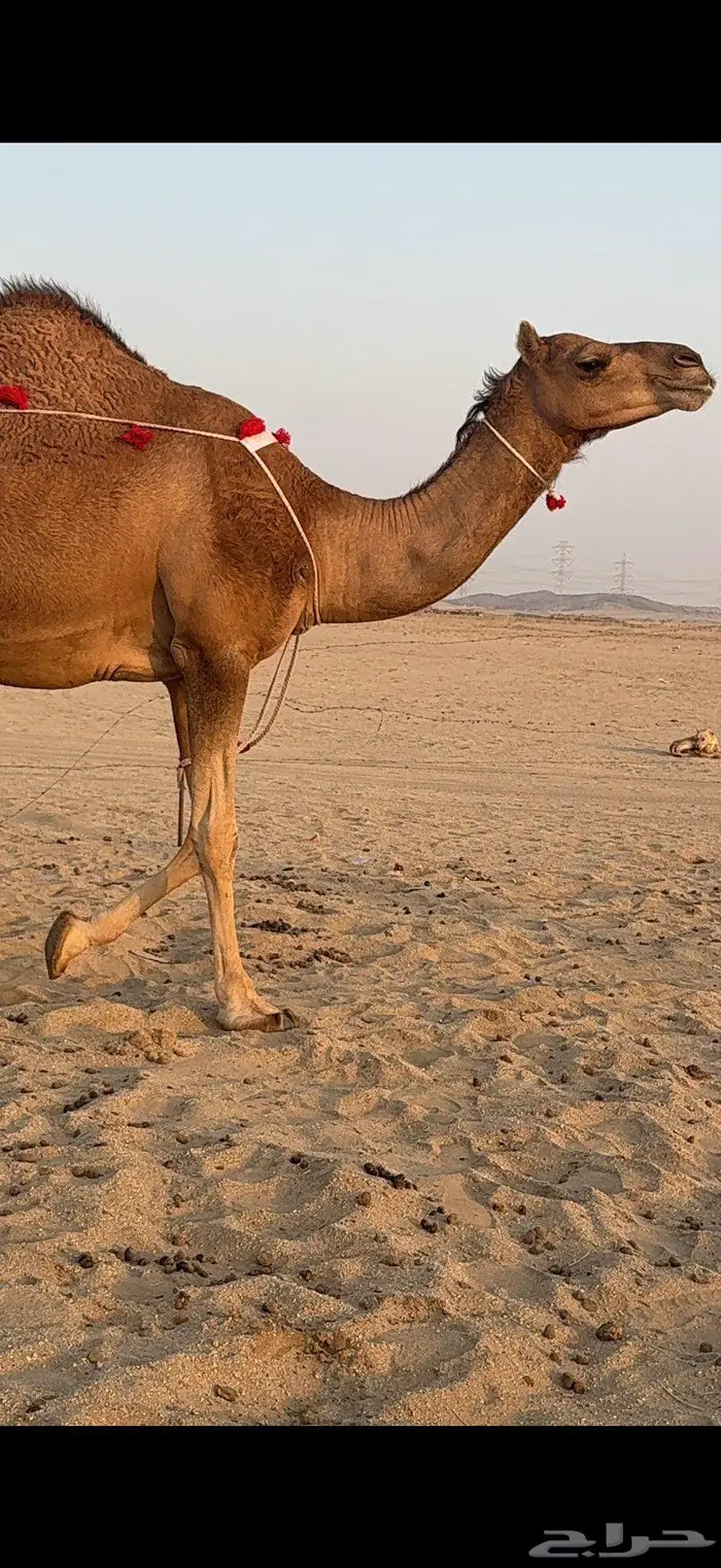 بكرة ثنية لقحة ساحلية كفو 0