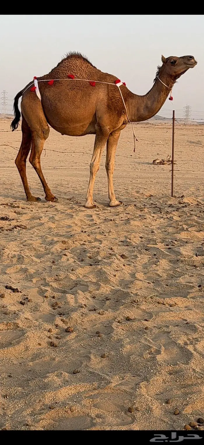 بكرة ثنية لقحة ساحلية كفو 7